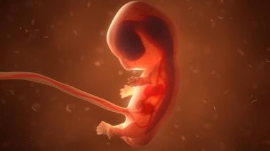 Human fetus with internal organs, 3d illustration clipart