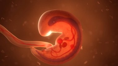 Human fetus with internal organs, 3d illustration clipart
