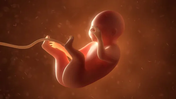 Human fetus with internal organs, 3d illustration — Stock Photo, Image