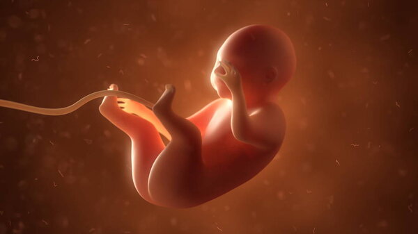 Human fetus with internal organs, 3d illustration