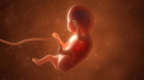 Foetus humain avec organes internes, illustration 3D — Photo