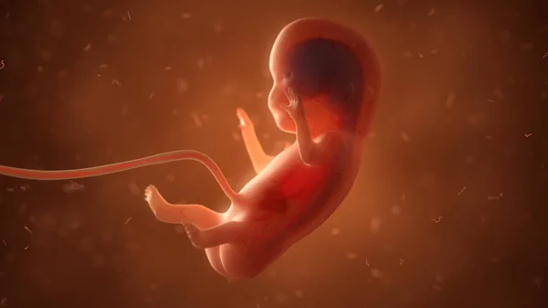 Foetus humain avec organes internes, illustration 3D — Photo