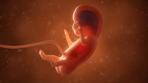 İç organlar, 3d çizim ile insan fetusu
