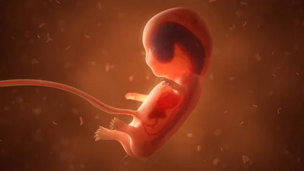 Ludzki płód z narządów wewnętrznych, ilustracja 3d — Zdjęcie stockowe