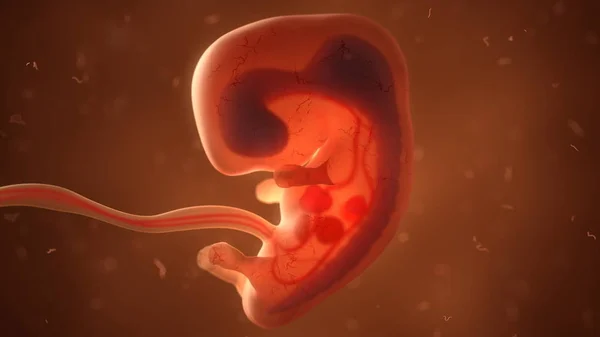 Foetus humain avec organes internes, illustration 3D — Photo