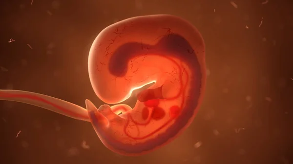 Foetus humain avec organes internes, illustration 3D — Photo