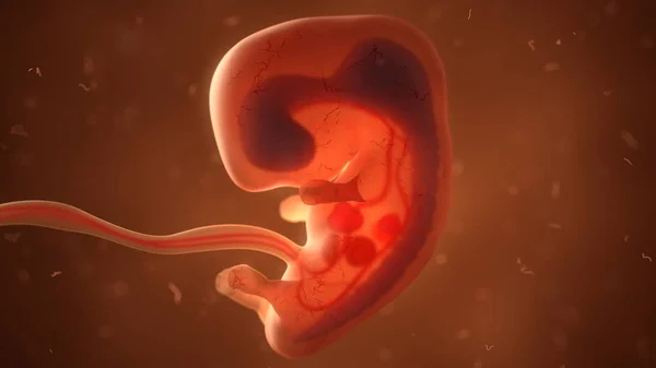 Menselijke foetus met inwendige organen, 3d illustratie Stockfoto