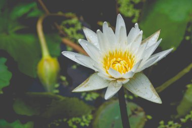 Vintage tarzı genel Park'ta havuzda su yoluyla izole beyaz lotus çiçeği dürttü. (Seçici odak)