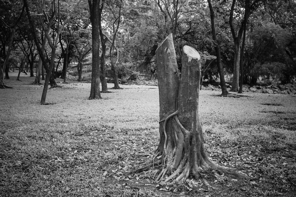 Concepto Ecología Trozo Árbol Siendo Talado Rodeado Muchos Árboles Parque —  Fotos de Stock