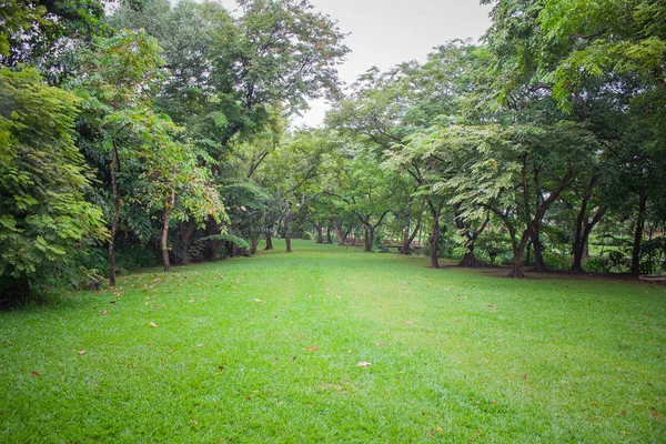 在雨天公园四周绿树成荫的绿色草甸 — 图库照片