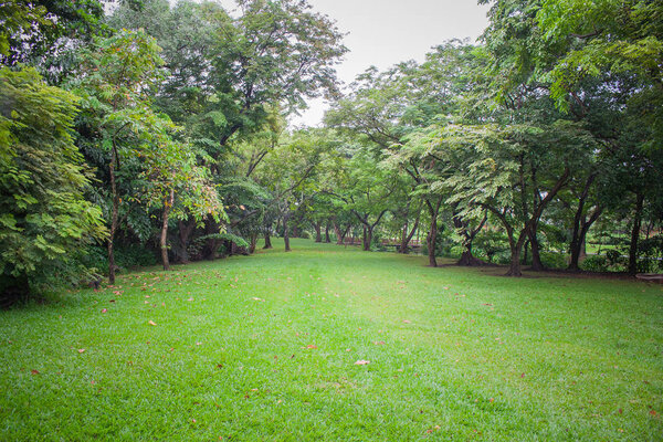 Green meadow grass surrounded with trees at public park in rainy day.