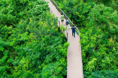 Üstten Görünüm ahşap gökyüzü yürüme ya da yeşil doğal ve güneş ışığında vintage tarzı ile çevrili treetop üzerinde çapraz geçit.