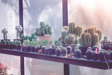 Çeşitli küçük kaktüs bitki yakın, vintage tarzı serada güneş ışığı arka plana sahip siyah plastik saksı içinde.