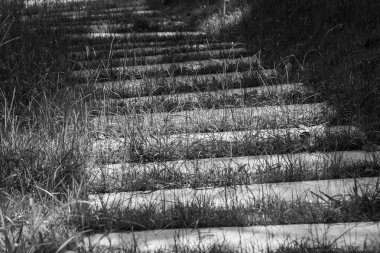 Soyut siyah beyaz resim beton patika veya patika yeşil bush arka plan ile çevrili yeşil çimlerin üzerine kapatın. (Seçici odak)