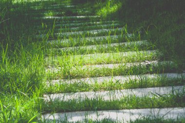 Beton patika veya patika yeşil bush arka planda vintage tarzı ile çevrili yeşil çimlerin üzerine kapatın. (Seçici odak)