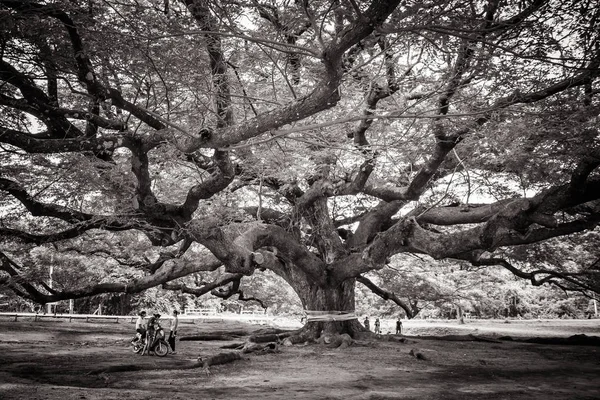Imagem Abstrata Preto Branco Árvore Gigante Jamjuree Que Marca Localização — Fotografia de Stock