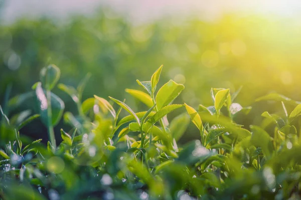 Close up green tea leaves in tea plantation with bokeh and sunlight in the morning at Chiang Rai Province, Thailand. (Soft focus)