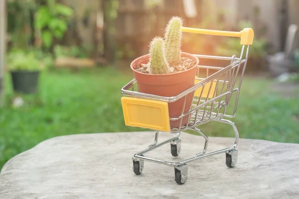 Ecologie Concept Bloempot Gele Mini Kar Supermarkt Winkelwagentje Aangezet Houten — Stockfoto