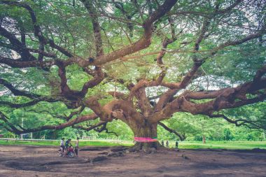 Dev ağaç veya Jamjuree ağaç bu Simgesel Yapı konumu Kanjanaburi il, Tayland.