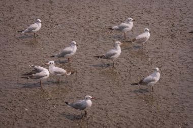 Çamur Bangpu Eğlence Merkezi, Smutprakarn il, Tayland, Thailand, mangrov ormanın üzerinde martı kuşları geçiş duran sürüsü.  