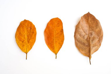 Beyaz arka plan üzerinde izole kahverengi grup kuru yaprak üstten görünüm. (Seçici odak)