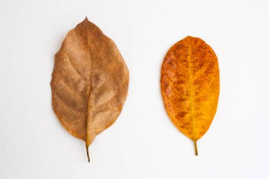 Beyaz arka plan üzerinde izole kahverengi grup kuru yaprak üstten görünüm. (Seçici odak)