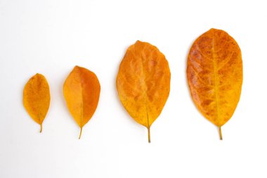 Beyaz arka plan üzerinde izole kahverengi grup kuru yaprak üstten görünüm. (Seçici odak)