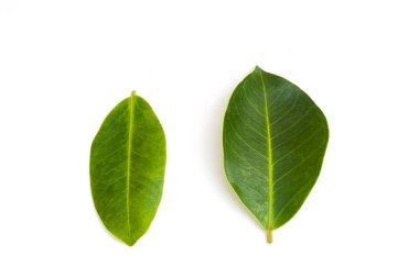 Üstten Görünüm yeşil taze yaprakların beyaz arka plan üzerinde izole. (Yumuşak odak)