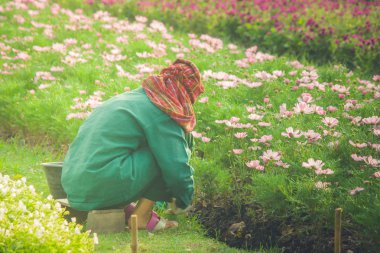 Dikim ve genel Park'ta açık bahçe güzel çiçekler kışın mevsimlik hasadı bahçıvan. (Seçici odak)