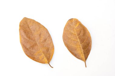 Beyaz arka plan üzerinde izole kahverengi grup kuru yaprak üstten görünüm. (Seçici odak)