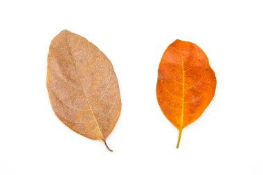 Beyaz arka plan üzerinde izole kahverengi grup kuru yaprak üstten görünüm. (Seçici odak)