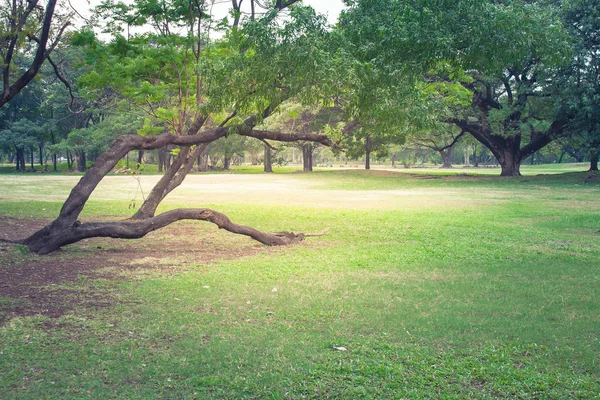 Trawa Zielony Łąka Otoczony Drzewami Parku Publicznym Pochmurny Dzień — Zdjęcie stockowe