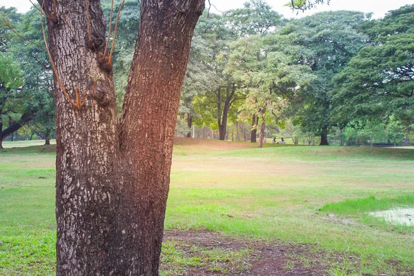 曇りの日に公園で木に囲まれた緑の草原草 — ストック写真
