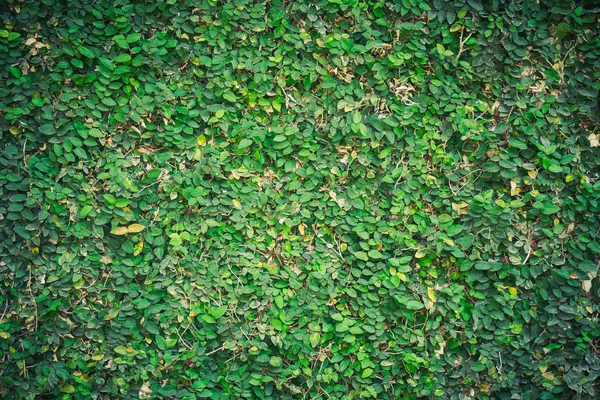 Mur Naturel Vert Lierre Vert Sur Mur Blanc Pour Décoration — Photo