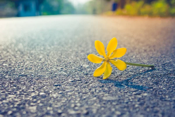 Close up beautiful yellow flower falling on road with sunlight background in the morning. (Selective focus)