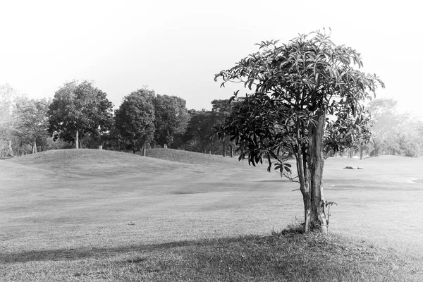 Soyut Siyah Beyaz Resim Yalnız Ağaç Kırsal Alandaki Golf Sahası — Stok fotoğraf
