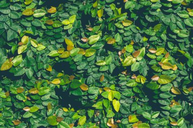 Bahçede yeşil yaprak duvar dokusu arka planı.