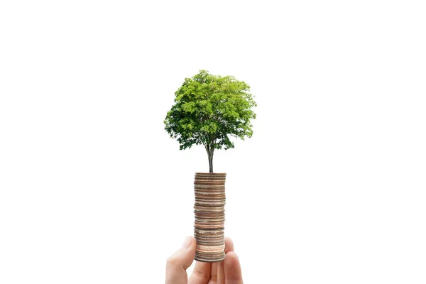 Business Growing Concept Tenuta Mano Crescita Albero Verde Attraverso Monete — Foto Stock