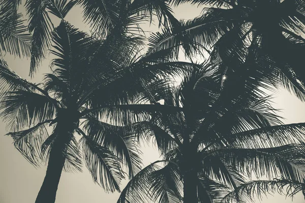 Letní Dovolená Dovolená Koncept Abstraktní Černobílý Obraz Siluety Kokosových Stromů — Stock fotografie