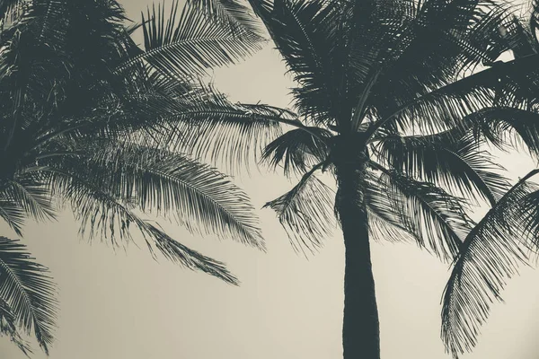 Summer Vacation Holiday Concept Abstract Black White Image Silhouette Coconut — Stock Photo, Image