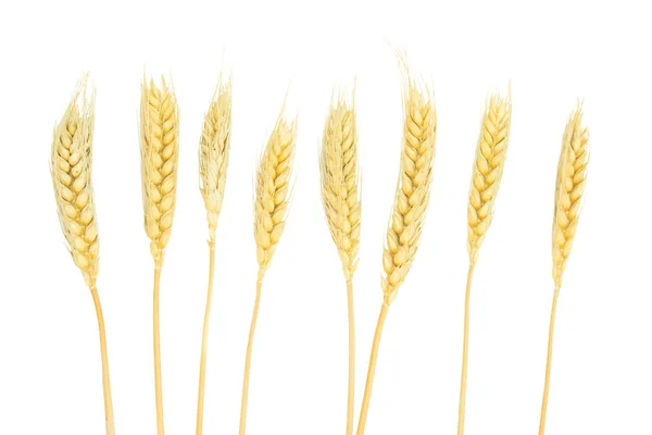 Close Dried Ear Barley Wheat Isolated White Background — 스톡 사진