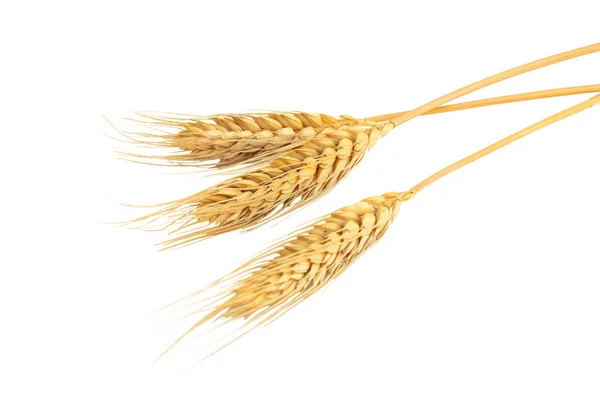 关闭从白色背景分离出来的大麦或小麦干穗 — 图库照片