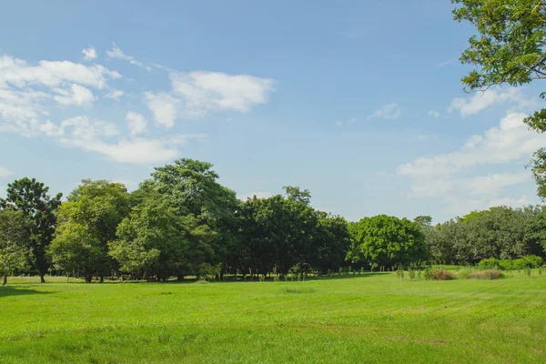 緑の芝生の草原の美しいフィールドと公園の木 — ストック写真
