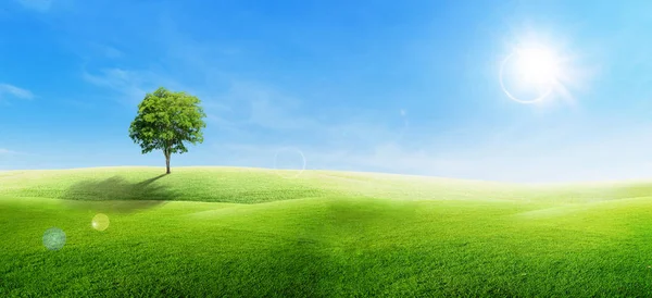 Hermosa Vista Del Paisaje Solo Árbol Verde Con Hierba Campo —  Fotos de Stock