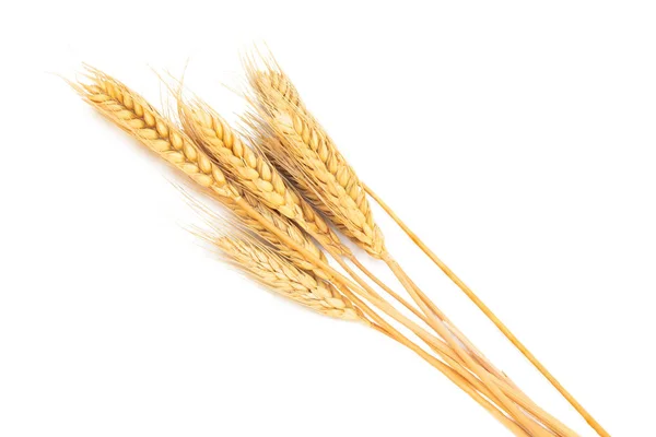 将干大麦或小麦穗从白色背景分离出来 — 图库照片