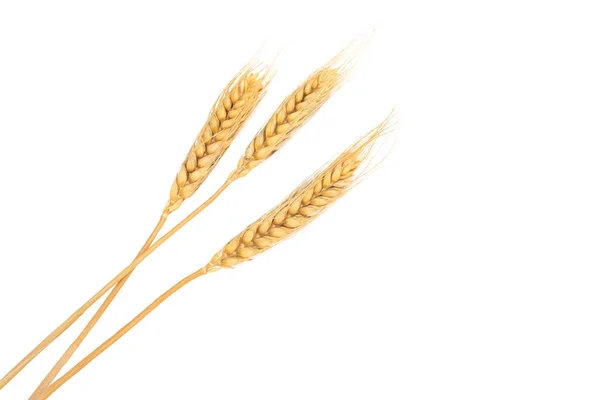 Set Dried Ear Barley Wheat Isolated White Background — Stock Photo, Image