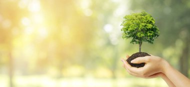 Ekoloji ve Çevre Konsepti: Arka planda bulanık yeşil doğal ve bokeh ışığı olan kahverengi toprak boyunca el ele tutuşan yeşil bitki ağacı büyümesi.