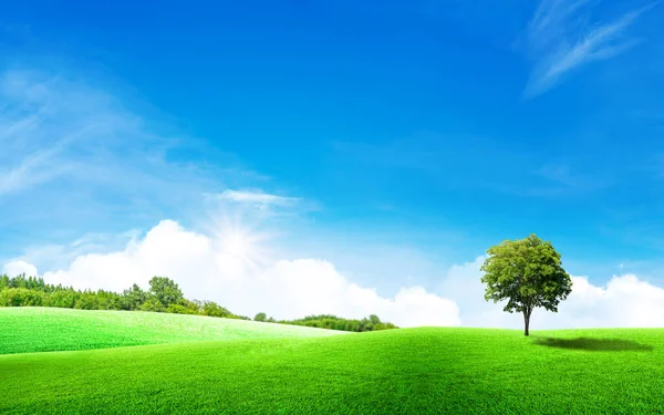 Schöne Landschaft Blick Auf Green Baum Mit Gras Wiese Feld — Stockfoto