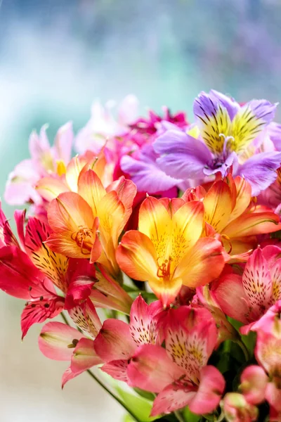 Alstroemeria renkli demet