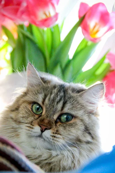 Lale açıkgöz kedi